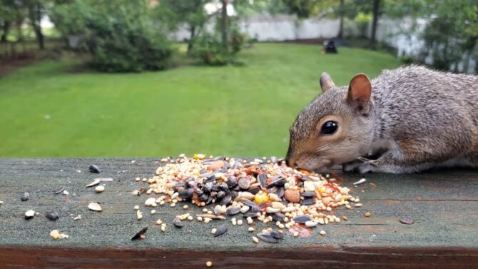 Squirrel eating seeds