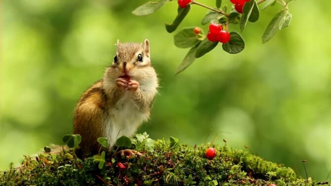 Squirrels Eat fruits