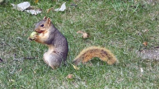 Squirrels Harvest Hickory Nuts