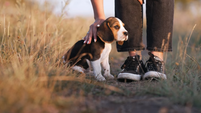 Teacup Beagle