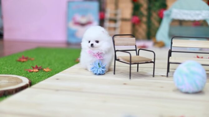 Teacup Pomeranian