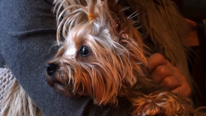 Teacup Yorkie (Yorkshire Terrier)