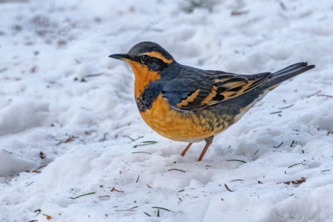 Varied Thrush on snowy ground of Burnaby Mountain, BC, Canada
