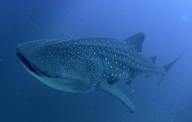 Whale Shark