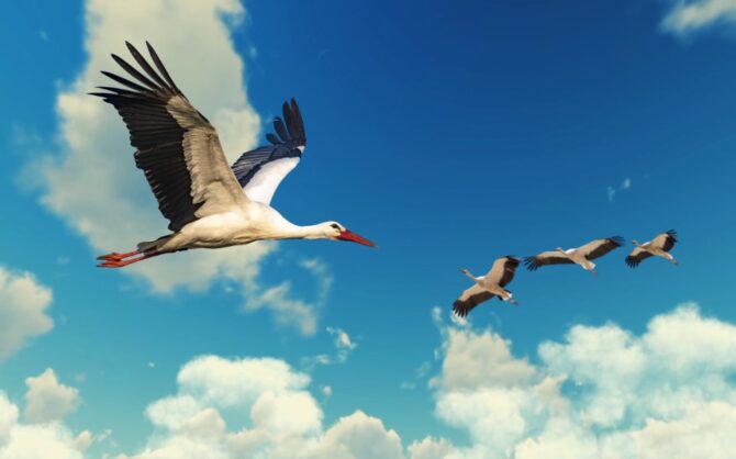 White Stork flying
