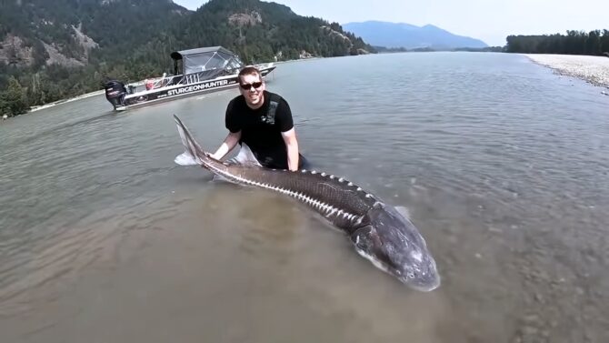 White Sturgeon North America’s Freshwater Giant