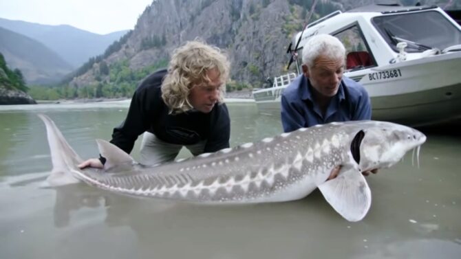 White Sturgeon