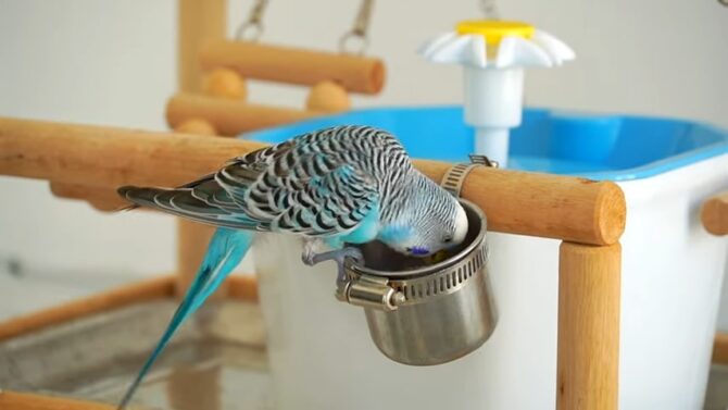 balanced diet of specialized budgie