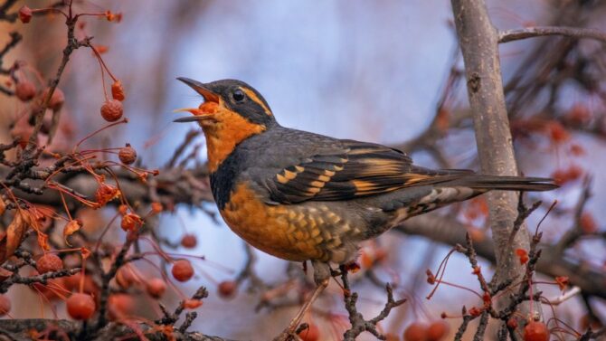 Learn about 12 birds that look like orioles in this article.