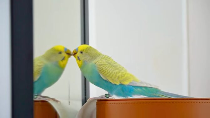 budgies and parakeets behavior and personality