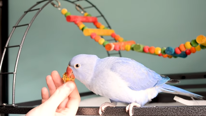 budgies and parakeets color and markings