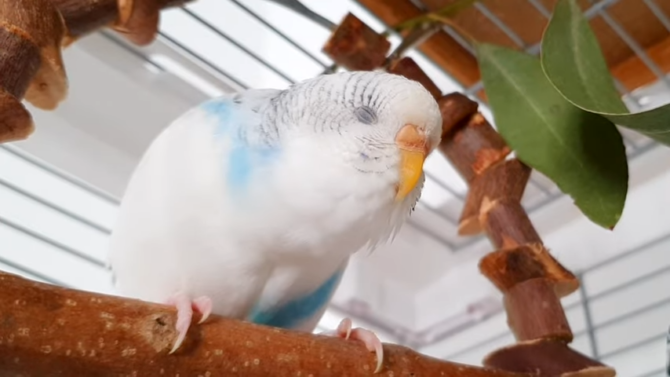 budgies and parakeets common health issues
