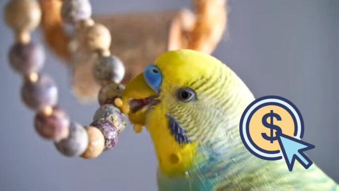 budgies and parakeets initial costs