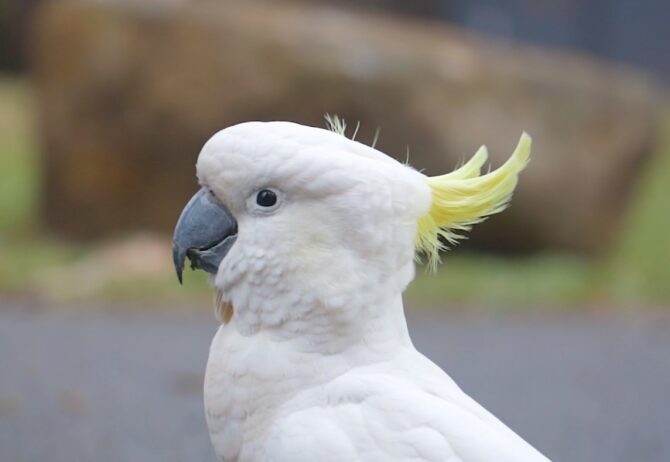 friendly Cockatoos