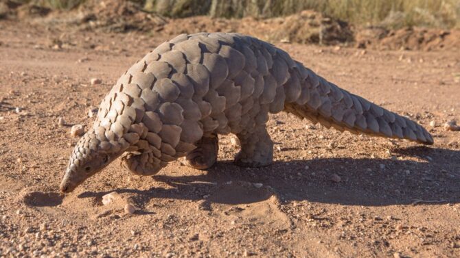 What do pangolins eat? Explore the pangolin diet in this article,