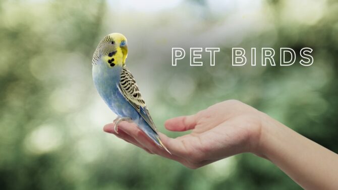 pick a bird pet that fits well with your lifestyle