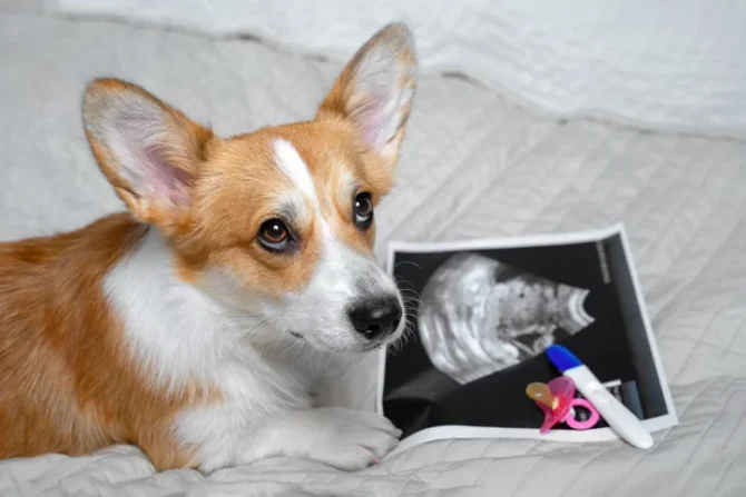 pregnancy in dogs