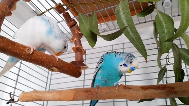 Budgie Vs Parakeet - What’s The Difference?