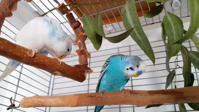 similarity between budgies and parakeets