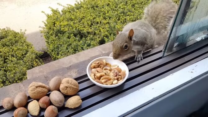 squirrels prefer nuts