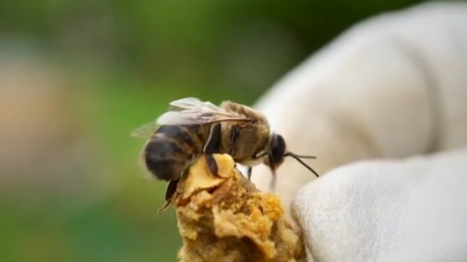 unique diets of queen bees