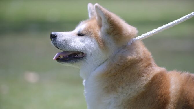 Akita Inu