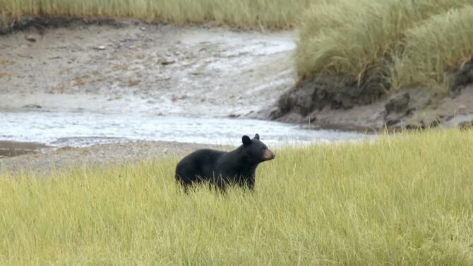 American Black Bear