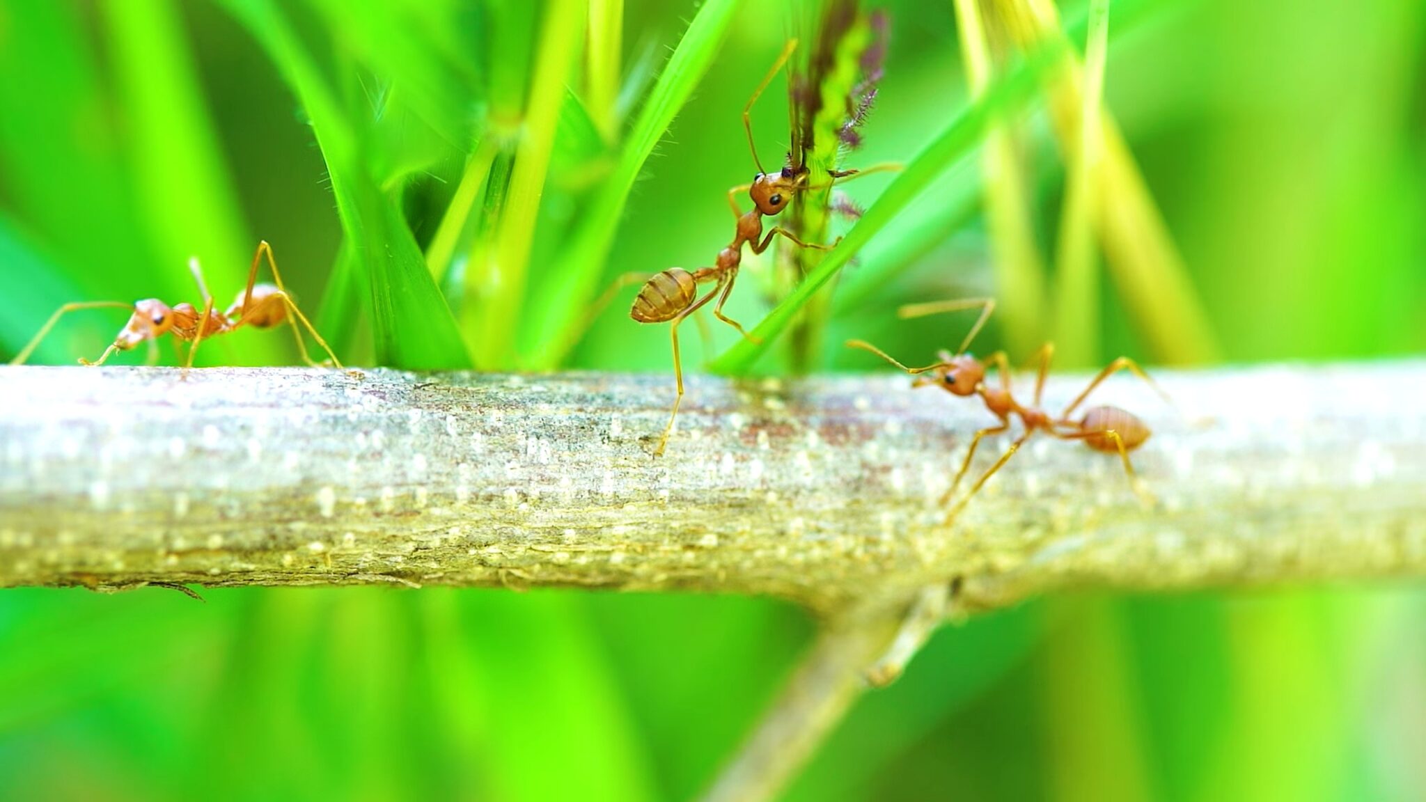 Do Ants Have Wings? Behind The Anthills!