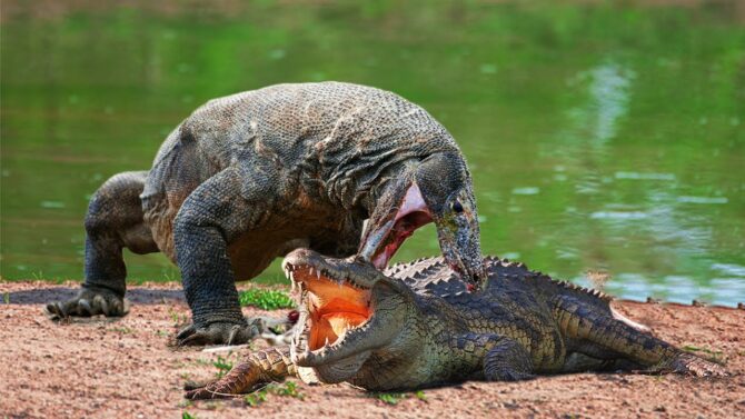 Are Crocodiles Immune to Komodo Dragon Venom