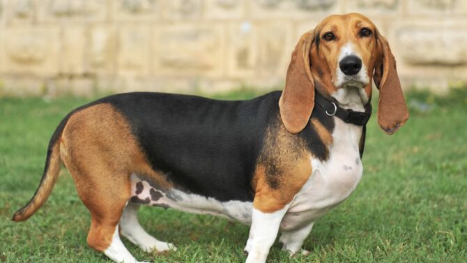 Basset Hound