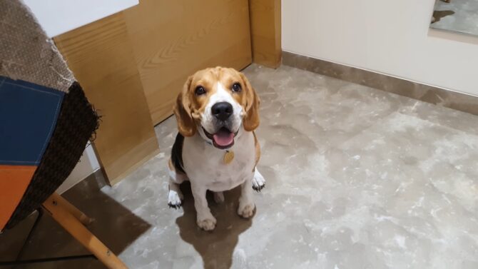 Beagle