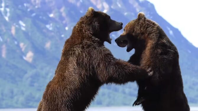 Bears Fighting