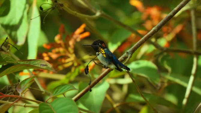 Bee Hummingbird