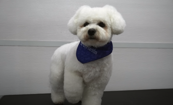 Bichon Frises