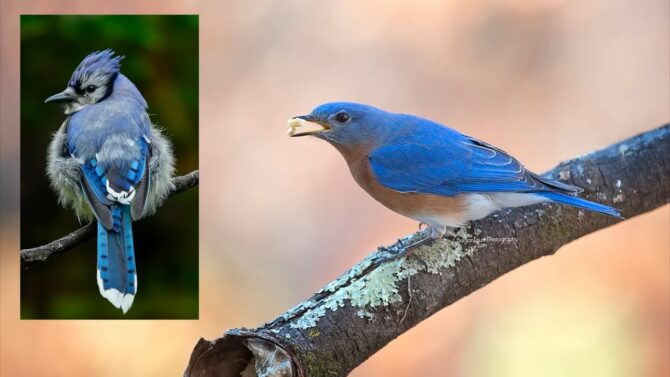 Bluebird-gentle nature and sweet song