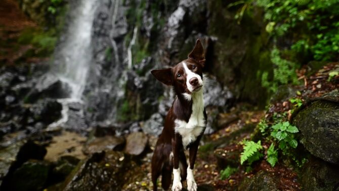 Border Collie