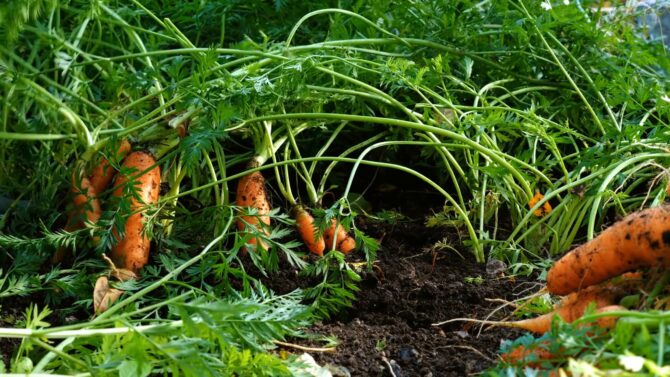 Carrots in Soil