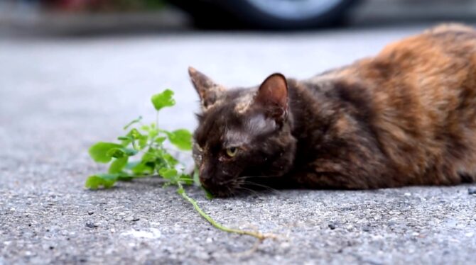 Catnip