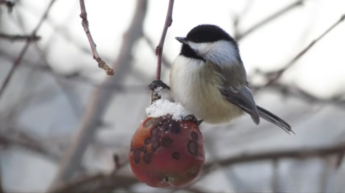 Chickadees are small, sociable birds