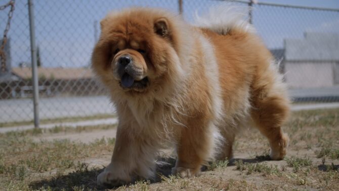 Chow Chow