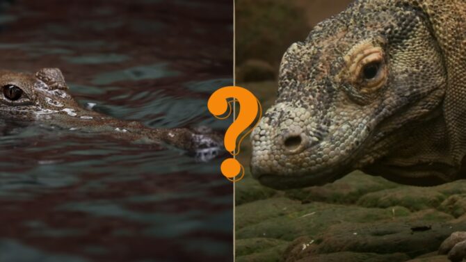 Could a Crocodile Survive a Komodo Dragon’s Bite