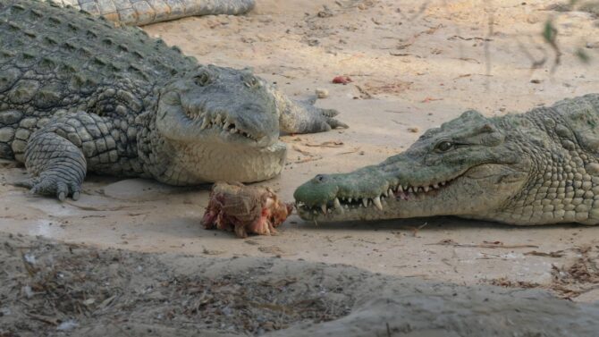 Crocodile Eating