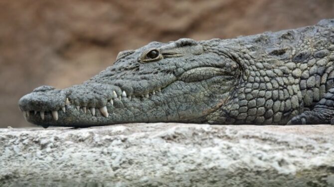 Crocodile Immune Systems