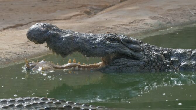 Crocodile and environment