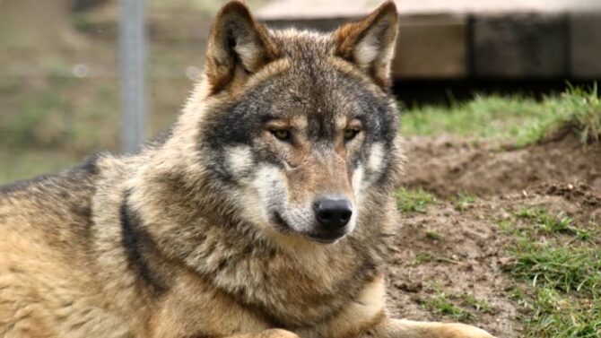 Czechoslovakian Wolfdog highly social and intelligent