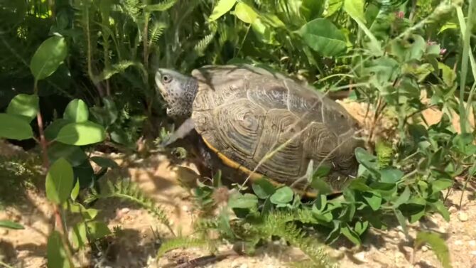 Diamondback Terrapin diet