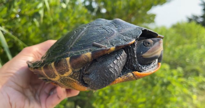 Diamondback Terrapins