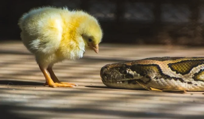 Do chickens eat snakes