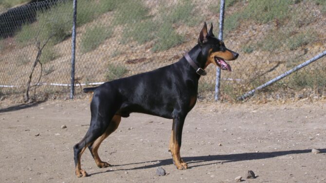 Doberman Pinscher