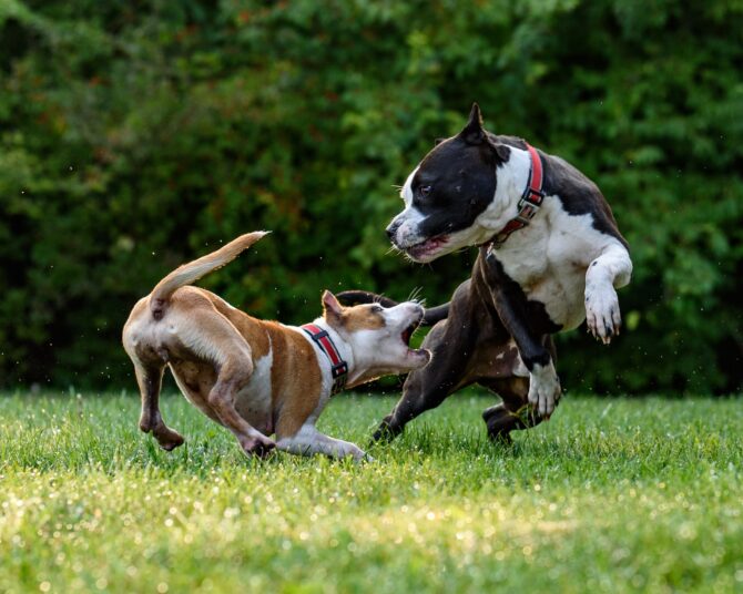 dog-heat-cycle-signs-factors-more